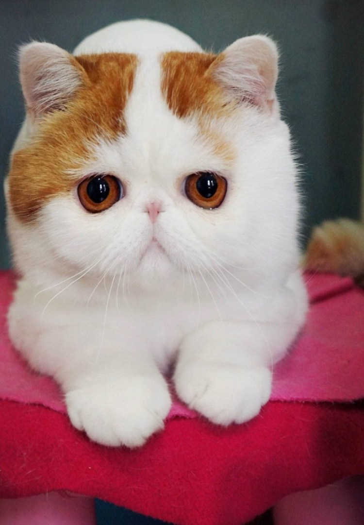 Экзот кошка