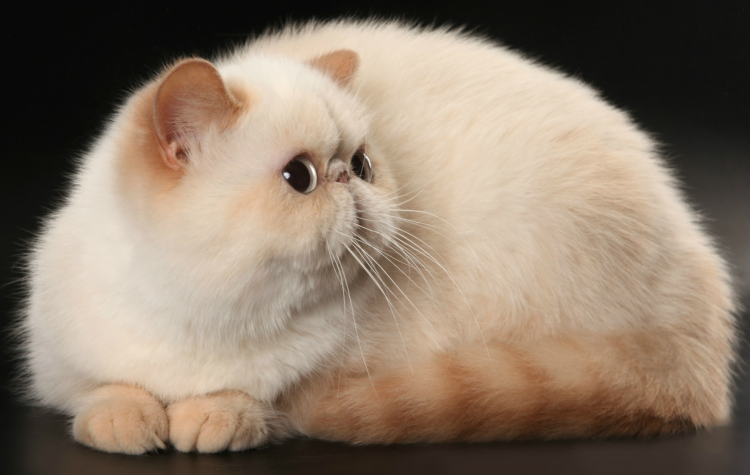 Кошки экзоты короткошерстные