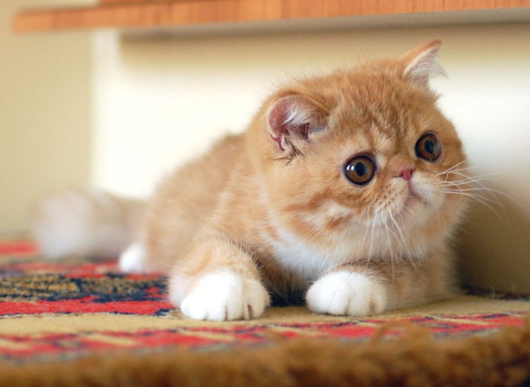 Кошки экзоты короткошерстные
