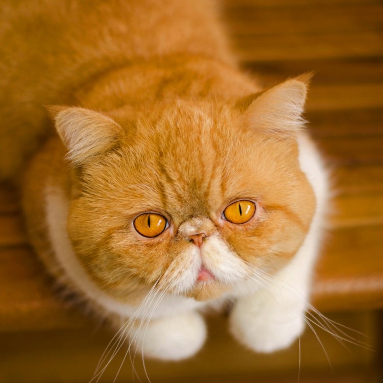 Экзот кошка