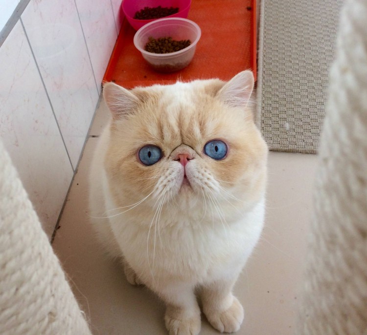 Кот экзот вислоухий