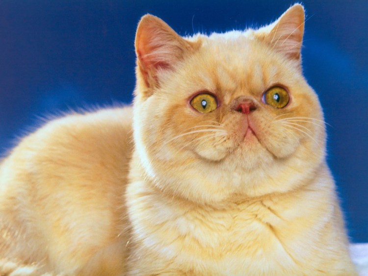 Кошки экзоты короткошерстные