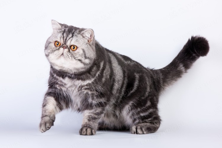 Кошки экзоты короткошерстные