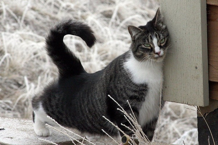 Кот Курильский бобтейл черный
