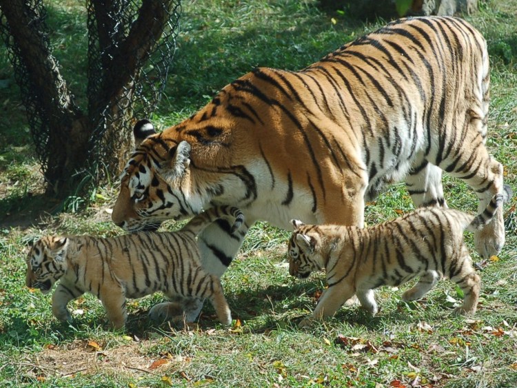 Лев в снегу