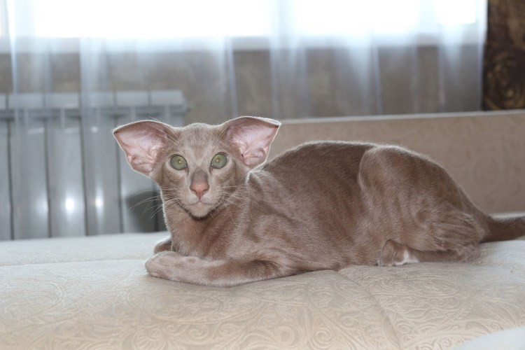 Котенок ориентальный фавн купить