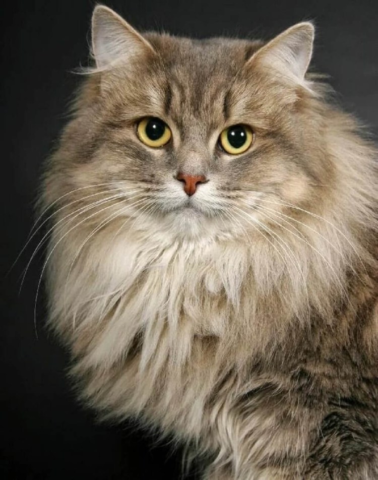 Сибирская кошка