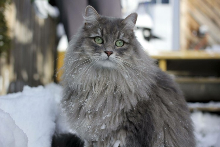 Норвежский Лесной кот