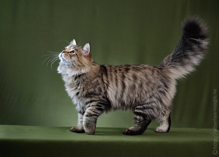 Сибирская длинношерстная кошка