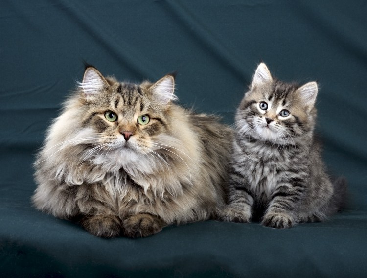 Сибирская кошка фото