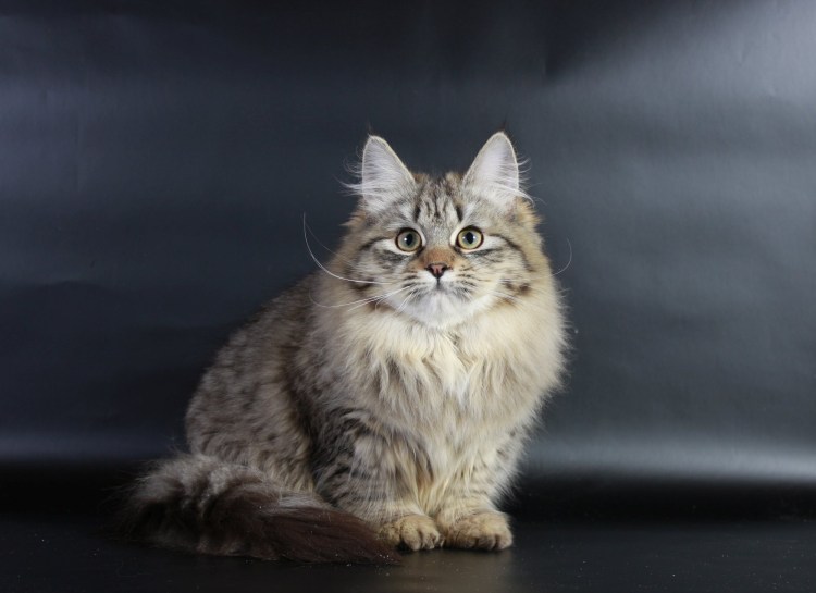 Сибирская кошка агути