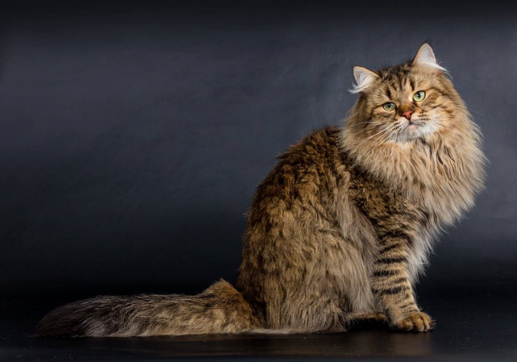 Сибирский длинношерстный кот
