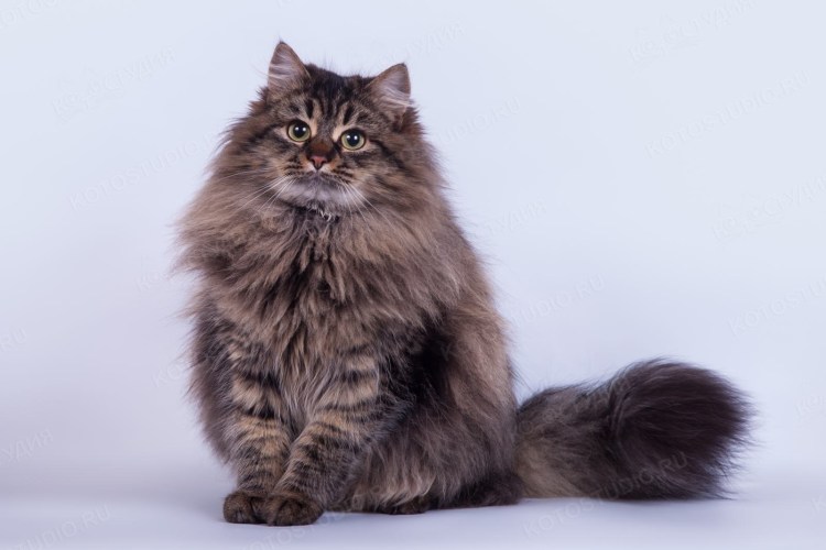 Сибирский Лесной кот
