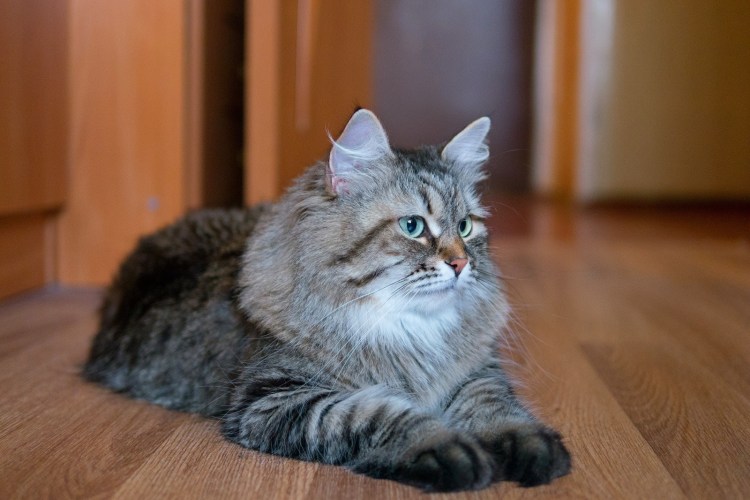 Сибирский длинношерстный кот
