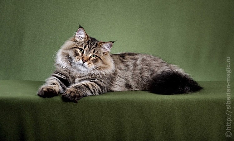 Дикая Норвежская Лесная кошка