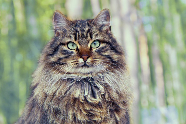 Сибирская кошка