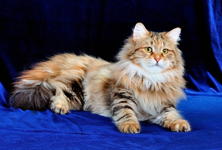 Сибирский Лесной кот