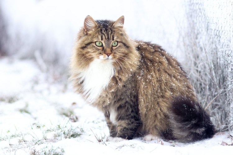 Сибирский кот