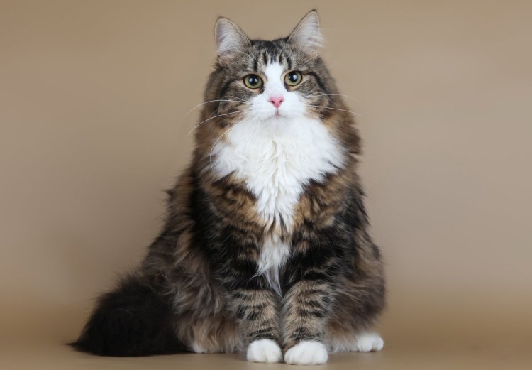 Норвежский Лесной кот