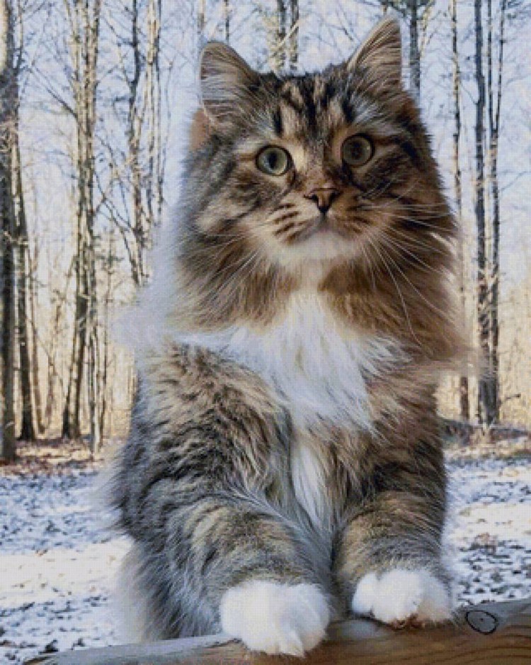 Сибирская кошка агути