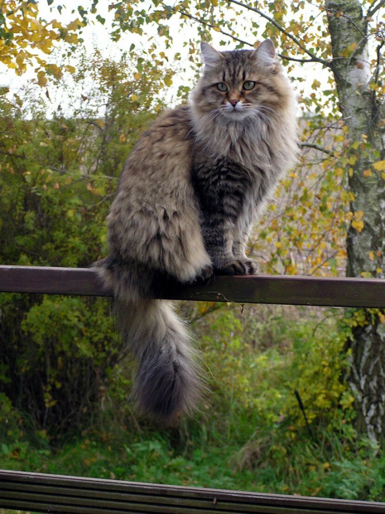 Сибирская пуховая кошка