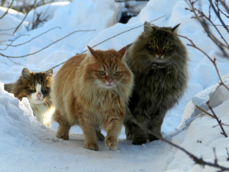 Сибирская кошка