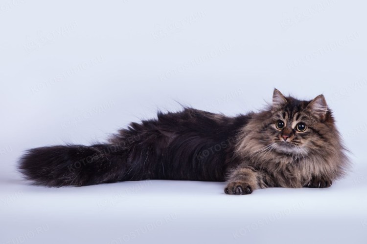 Сибирская кошка