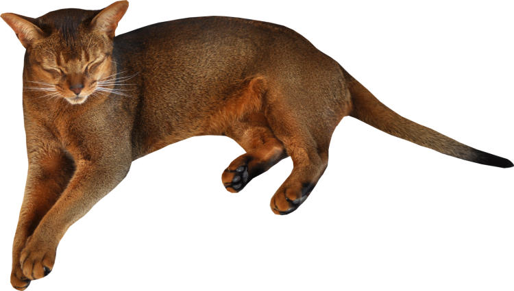 Кошка без фона