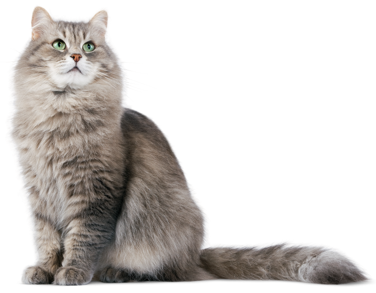Кошка на прозрачном фоне