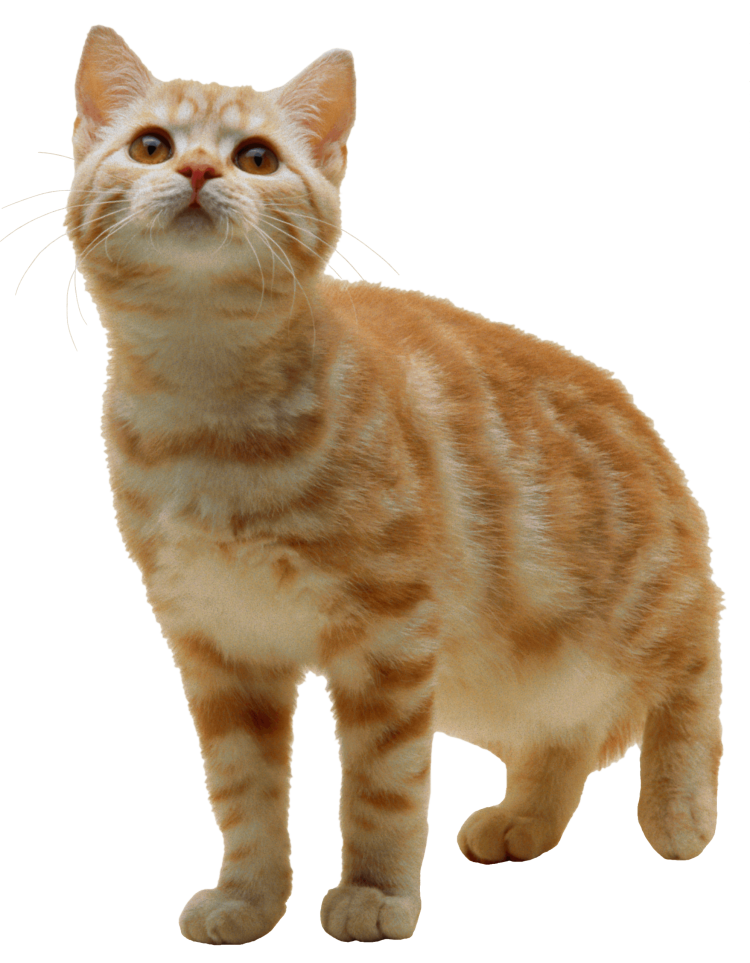 Кошка на белом фоне