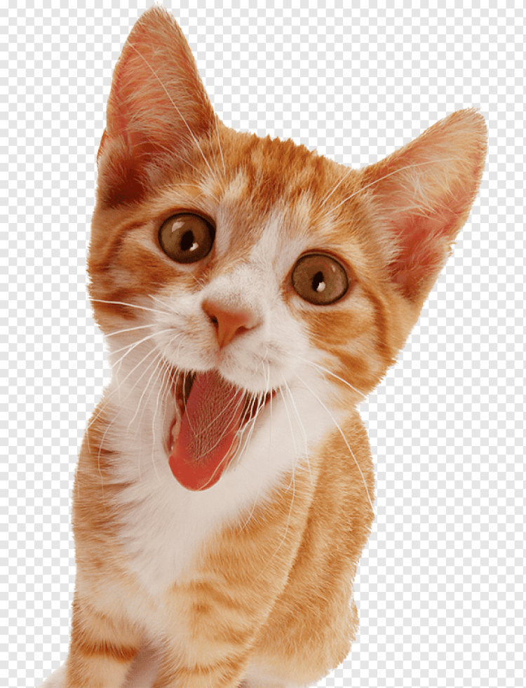 Кошка на прозрачном фоне