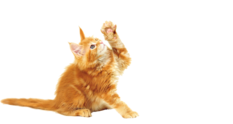 Рыжая кошка на белом фоне