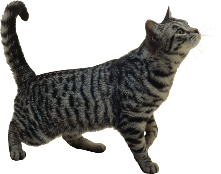 Коты на белом фоне
