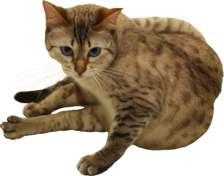Кошка на белом фоне