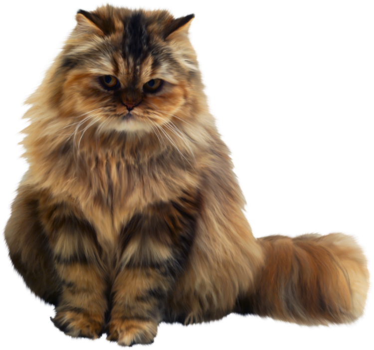Кошка на прозрачном фоне
