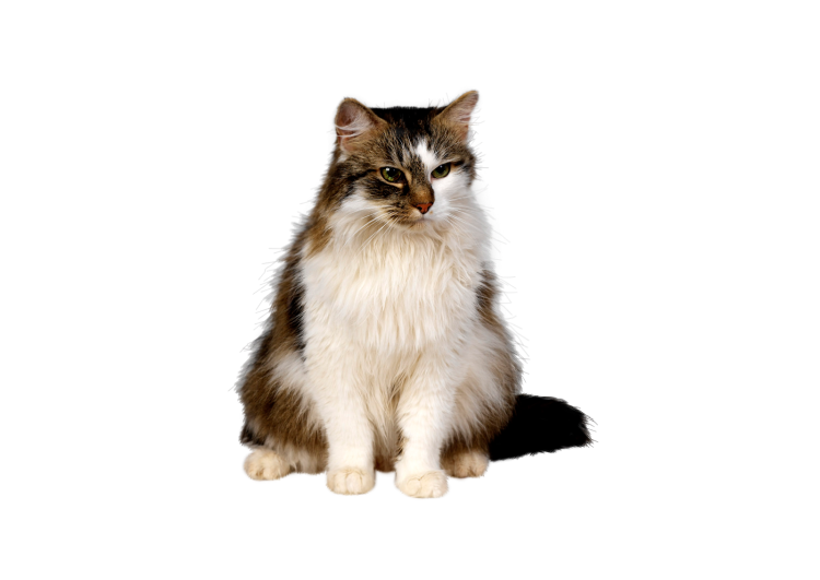 Кошка без фона