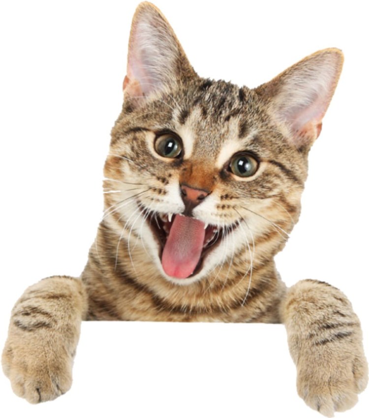 Кошка без фона