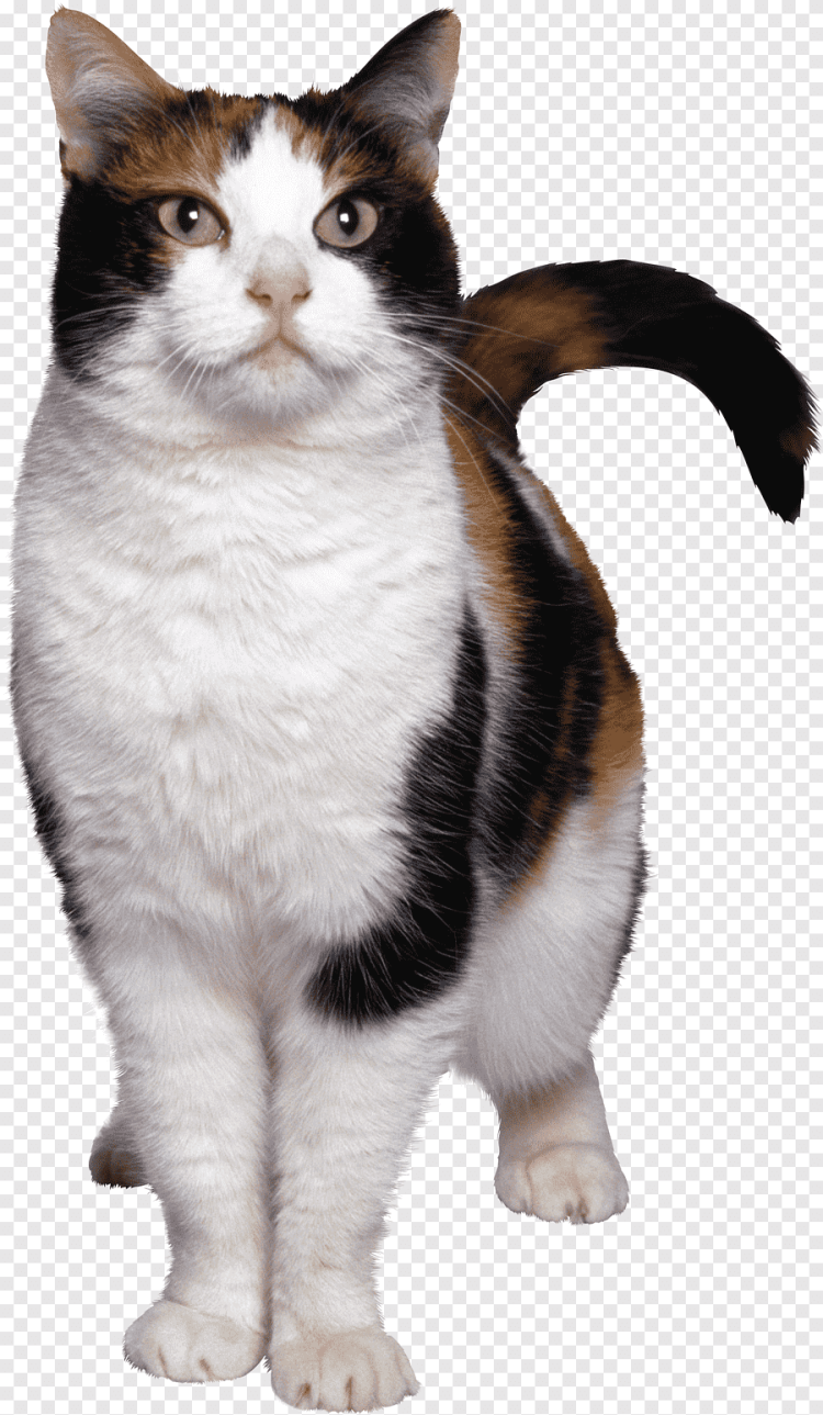 Кошка на прозрачном фоне