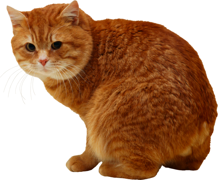 Сибирский кот и Мейн кун