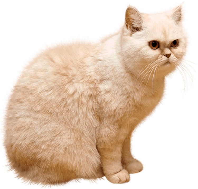 Кот на белом фоне
