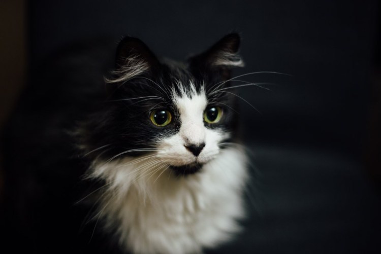 Персидская кошка белая