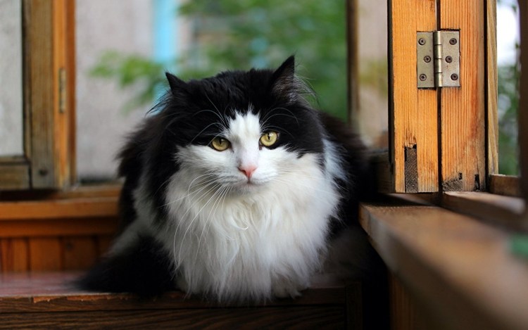 Норвежский Лесной кот белый