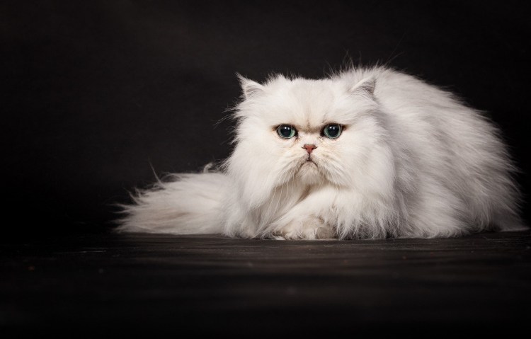 Белая длинношерстная кошка