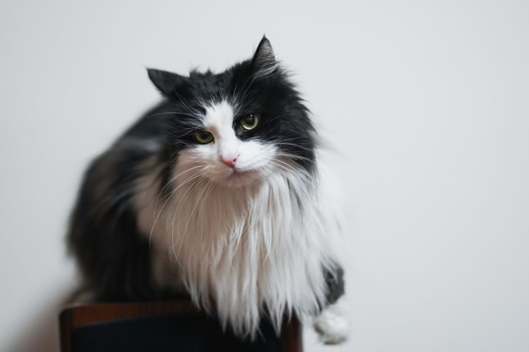 Норвежская Лесная кошка черного окраса