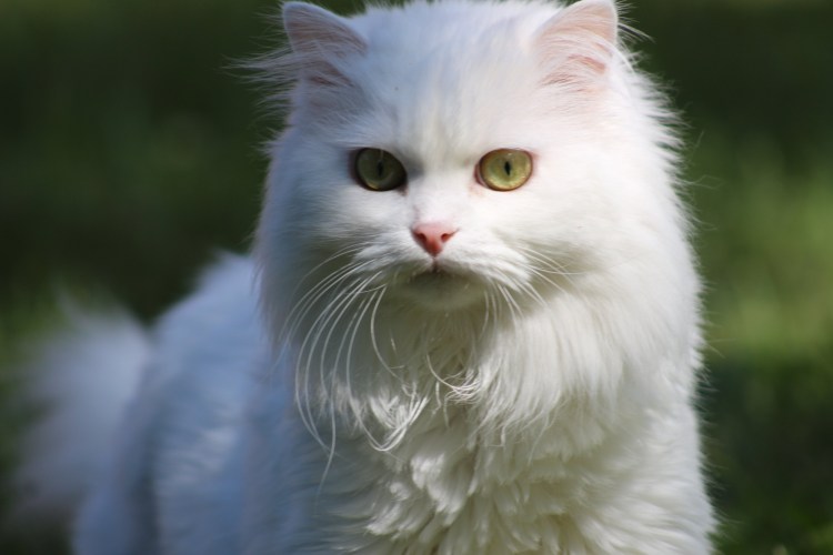 Норвежская Лесная кошка черная