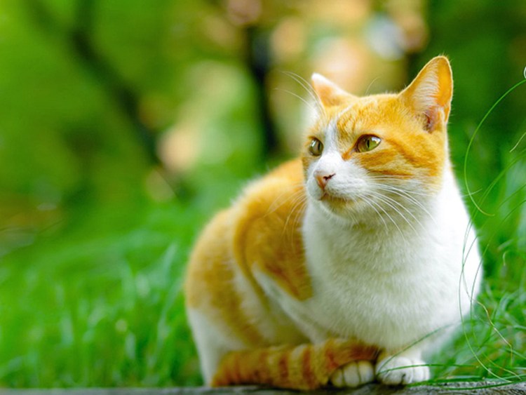 Котики рыжие с белым