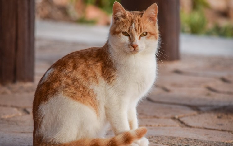 Рыже белый кот