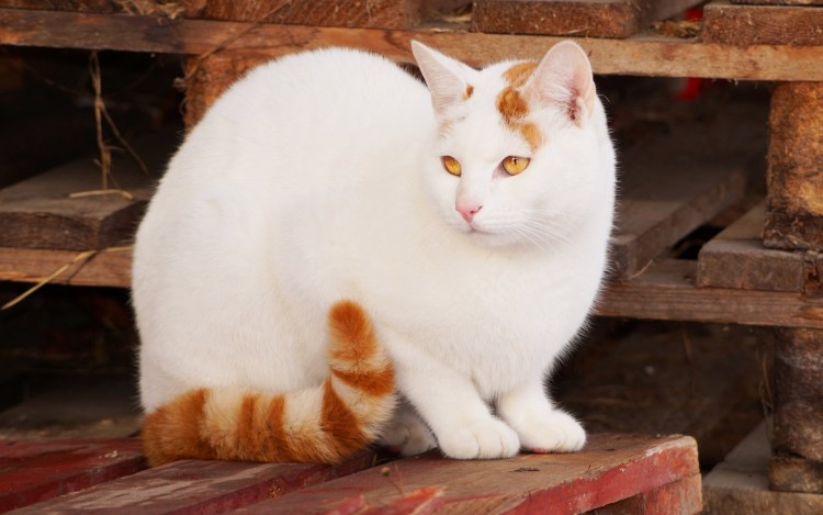 Котята Мейн кун бело рыжие