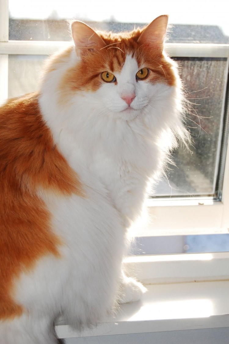 Рыже белый котенок