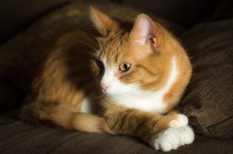 Котики рыжие с белым